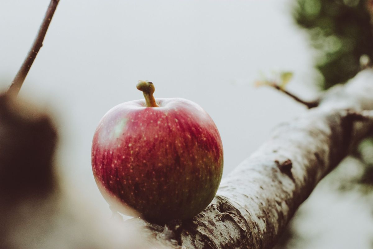 apple barbara-montavon-PnliufWF_Vg-unsplash