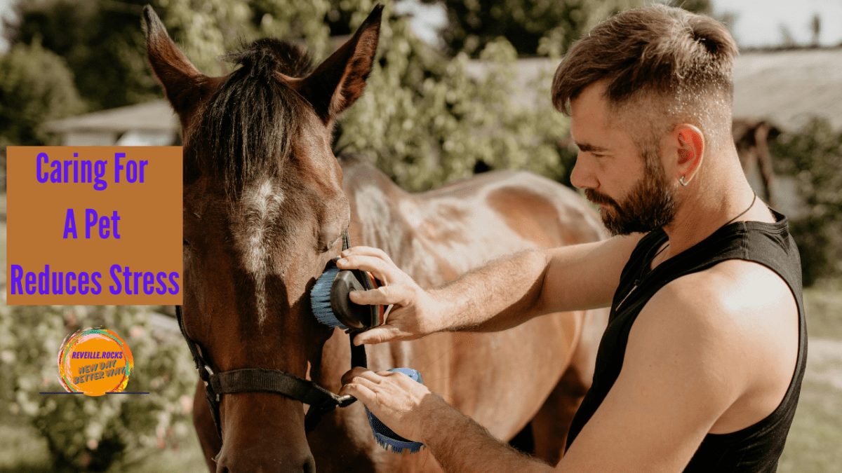 A man grooming his horse