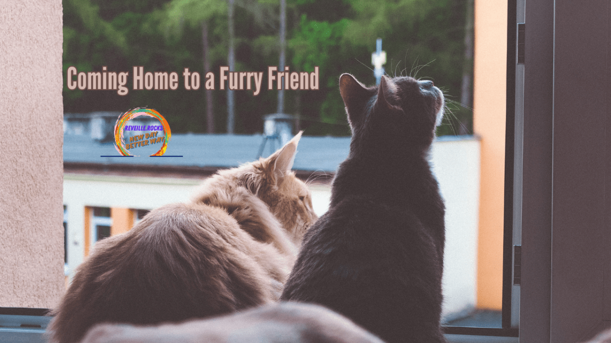 Two cat's waiting at the window