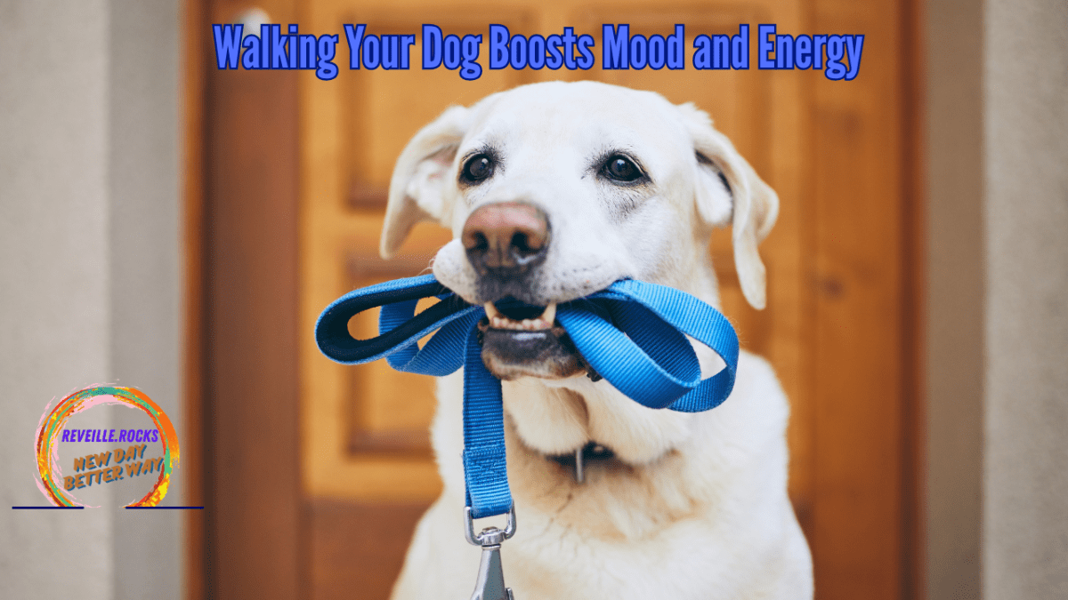 Dog ready for a walk and holding its leash in its mouth.